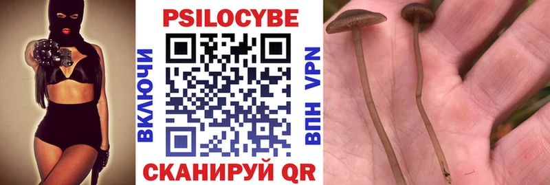 Галлюциногенные грибы Psilocybe  продажа наркотиков  Чкаловск 
